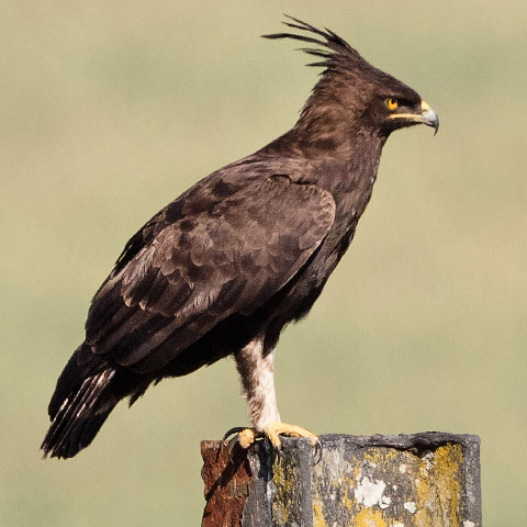 Long-crested Eagle